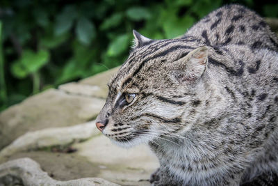 Close-up of a cat looking away