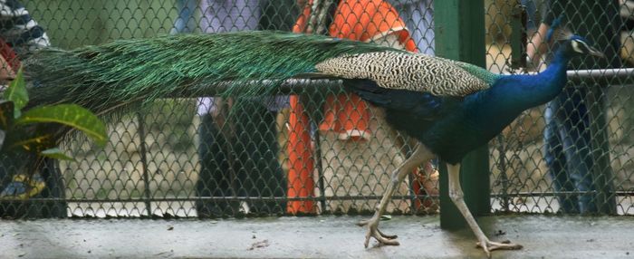 Panoramic view of peacock walking in cage at zoo