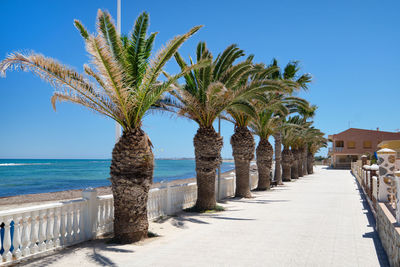 Palm trees on beach against clear sky