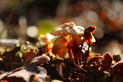 Close-up of a group of small brown mushrooms on a sunny autumn morning