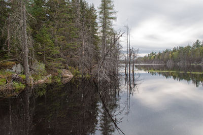 Scenic view of lake in forest against sky