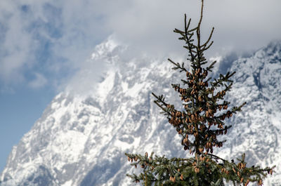 Close-up of snow on tree mountain against sky