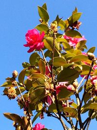 Low angle view of pink flowers