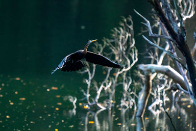 Bird flying over lake