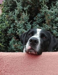 Close-up portrait of dog