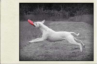 Side view of dog running