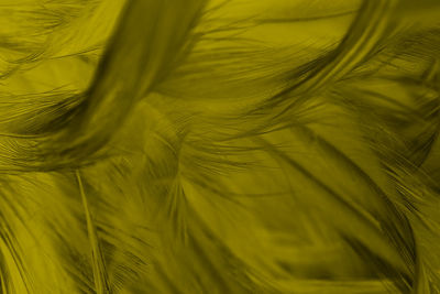 Detail shot of yellow leaf