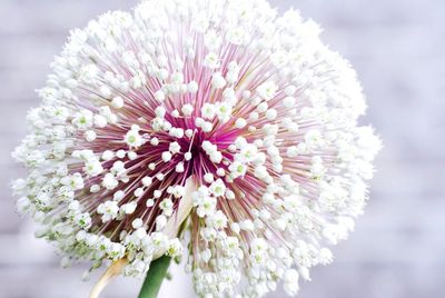 Close-up of flower blooming outdoors