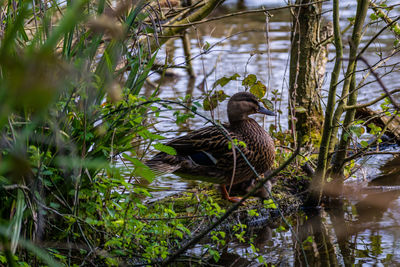 Female mallard duck amidst trees in river