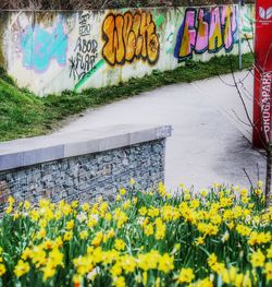 Yellow flowering plants against wall