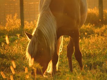 Horse grazing in a field