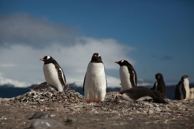 Penguins against the sky