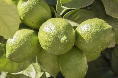 Close-up of lemons