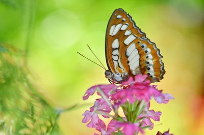 Close-up of butterfly pollinating on flower