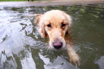 High angle view of dog swimming in lake