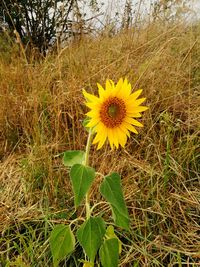 Close-up of yellow flower blooming on field