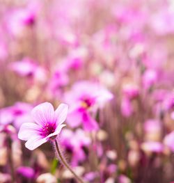 Pink flowers blooming outdoors