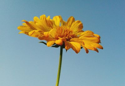 Close-up of yellow flowers against blue sky