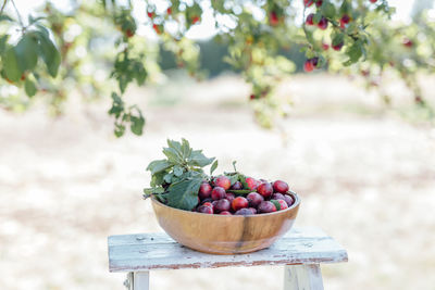 Fruits growing in container at farm