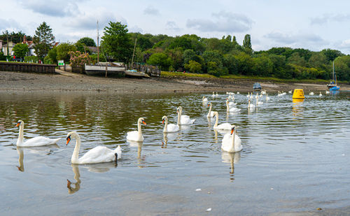 Swans swimming in lake