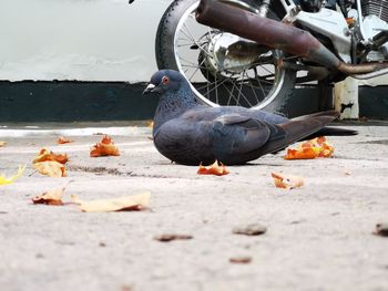 Pigeons perching on twig