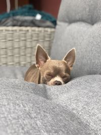 Portrait of dog relaxing at home