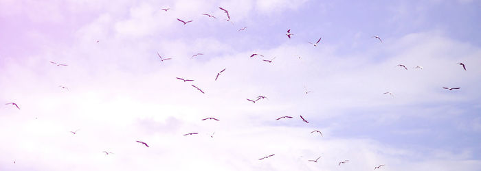 Low angle view of birds flying in sky