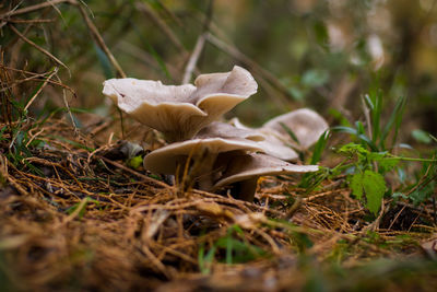 Close-up of mushroom