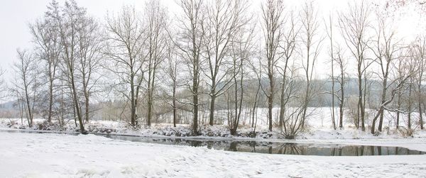 Bare trees on snow covered field