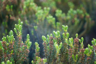 Close-up of fresh green plant