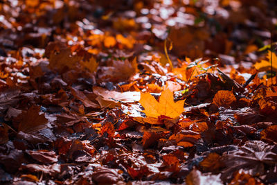 Full frame shot of maple leaves on land during sunny day