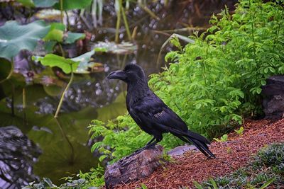 Raven corvus corax bird common beautiful  perched crow traditional japanese garden tokyo japan asia