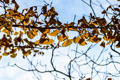 Low angle view of autumn leaves against sky