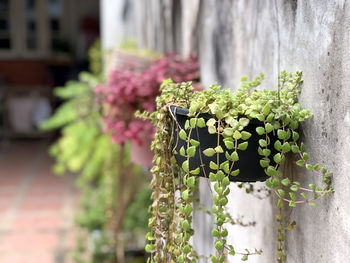 Close-up of potted plant growing on wall