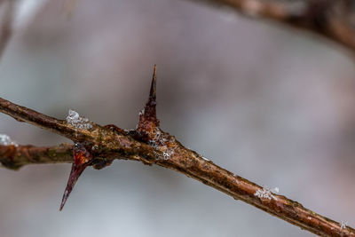 Close-up of rusty metal on branch