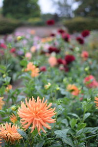 Close-up of orange flowering plants in field