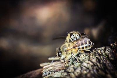 Close-up of bee on rock