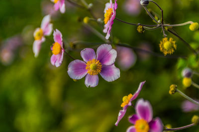 Close-up of pink flowering plants