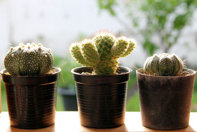 Close-up of potted cactus plants on table outdoor