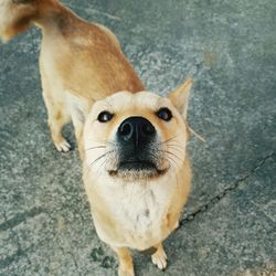 High angle portrait of dog standing on footpath