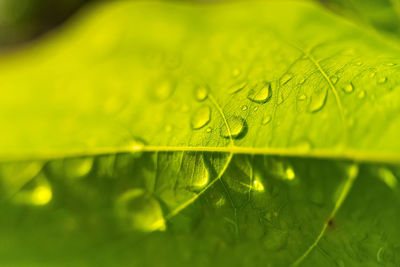 Close-up of raindrops on leaves