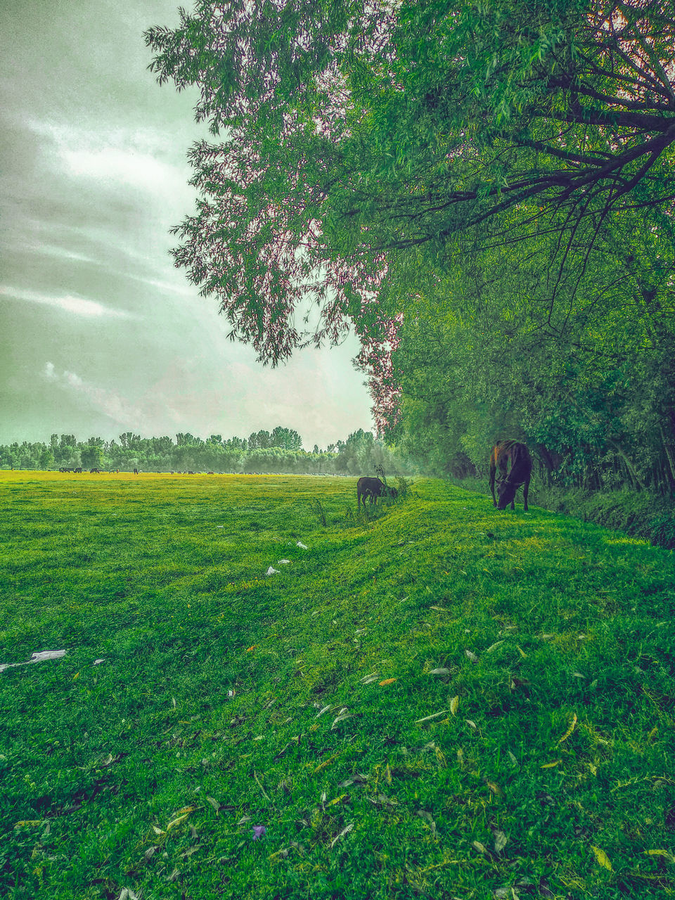 VIEW OF SHEEP ON FIELD