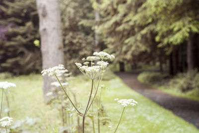 Close-up of flowers blooming on field