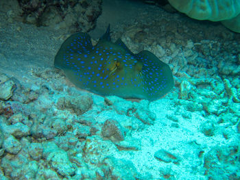 Fish swimming underwater