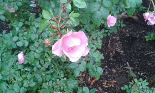 Close-up of pink flower