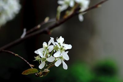 Close-up of white flowers