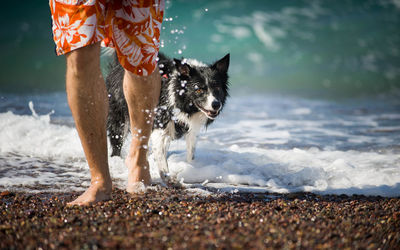 Low section of person with dog standing at beach