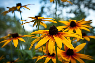 Close-up of yellow flowering plant