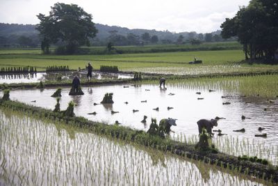 Farmers working on rice paddy against sky