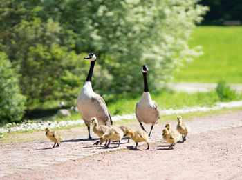 Canadian geese with goslings on walkway during sunny day